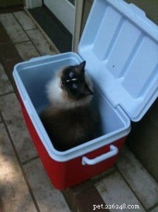 Are Ragdoll Cats Excessively Vocal? Understanding Their Meowing Habits