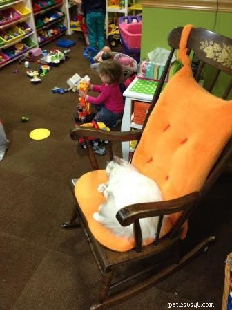 Ragdoll Cats & Kids: A Perfect Match for Families