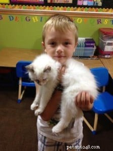 Ragdoll Cats & Kids: A Perfect Match for Families