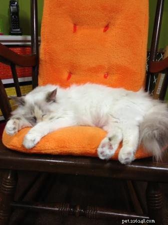 Ragdoll Cats & Kids: A Perfect Match for Families