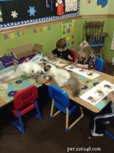 Ragdoll Cats & Kids: A Perfect Match for Families