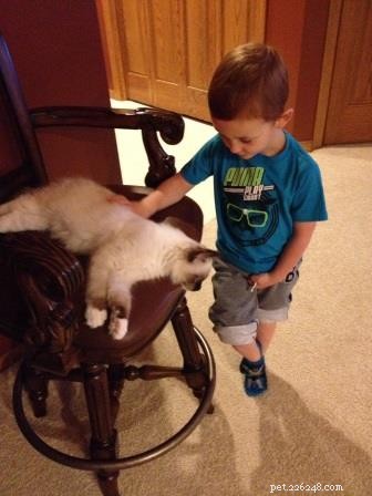 Ragdoll Cats & Kids: A Perfect Match for Families