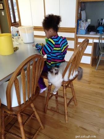 Ragdoll Cats & Kids: A Perfect Match for Families