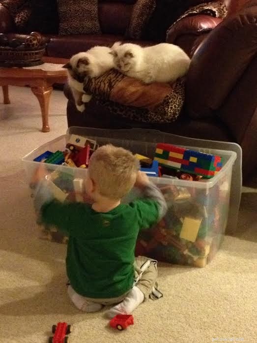 Ragdoll Cats & Kids: A Perfect Match for Families