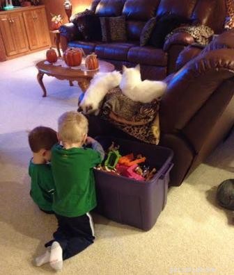 Ragdoll Cats & Kids: A Perfect Match for Families