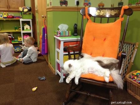 Ragdoll Cats & Kids: A Perfect Match for Families