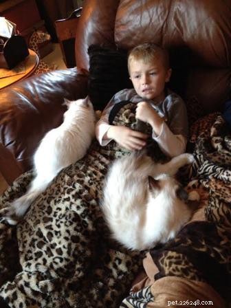 Ragdoll Cats & Kids: A Perfect Match for Families