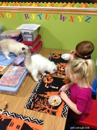 Ragdoll Cats & Kids: A Perfect Match for Families