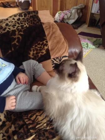 Ragdoll Cats & Kids: A Perfect Match for Families