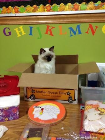 Ragdoll Cats & Kids: A Perfect Match for Families