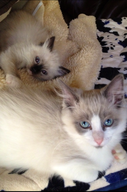 Why Your Cat Is Pooping Outside the Litter Box & How to Fix It