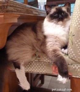 Ragdoll Cats: Debunking Common Breed Stereotypes