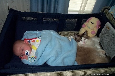 Ragdoll Cats: Ideal Gentle Companions for Children