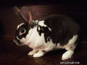 Introducing a Ragdoll Kitten to Your Bunny Rabbit: Safe & Gentle Tips