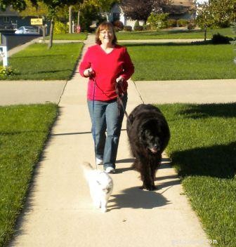 Ragdoll Cats & Dogs: Do They Coexist Harmoniously?