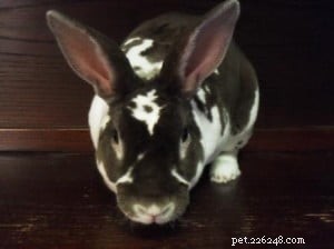 Introducing a Ragdoll Kitten to Your Bunny Rabbit: Safe & Gentle Tips