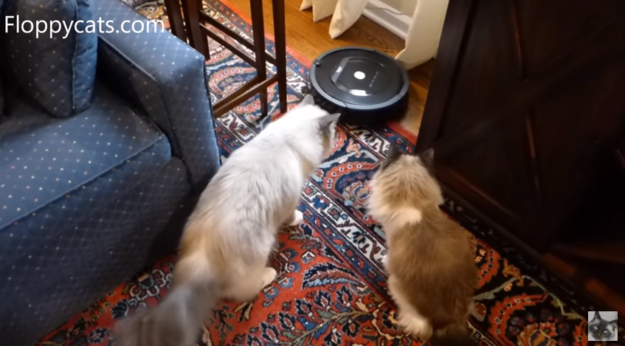 The Surprising Reasons Cats Love Riding Roomba Vacuums