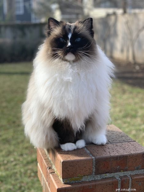 Why Your Cat Stares at You: Understanding Feline Eye Contact and What It Means