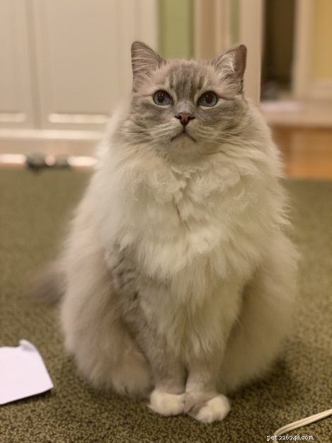 Why Your Cat Stares at You: Understanding Feline Eye Contact and What It Means