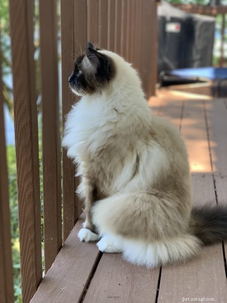 Why Your Cat Stares at You: Understanding Feline Eye Contact and What It Means