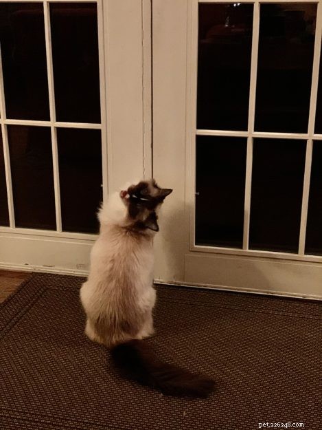 Why Cats Dislike Closed Doors: Understanding Their Behavior & Solutions