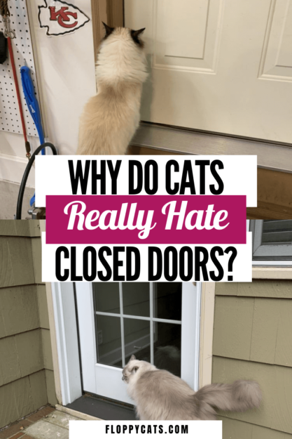 Why Cats Dislike Closed Doors: Understanding Their Behavior & Solutions