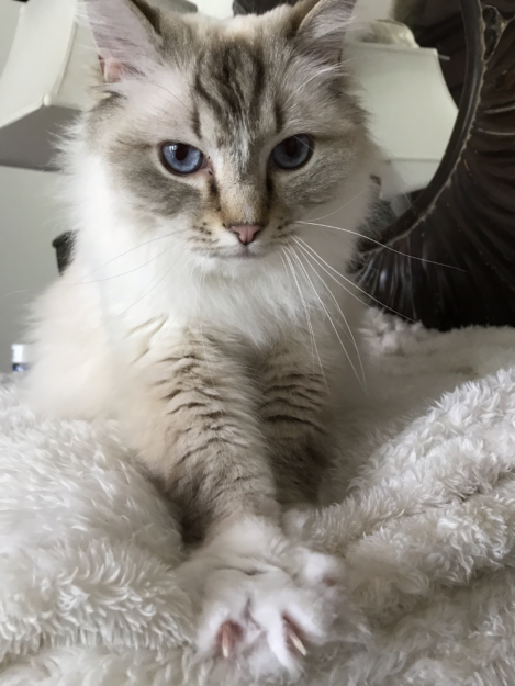 Understanding Cat Kneading: Why Cats Love to  Make Biscuits 