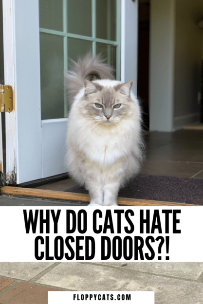 Why Cats Dislike Closed Doors: Understanding Their Behavior & Solutions