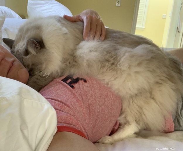 Understanding Cat Kneading: What It Means and Why It Happens
