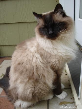 Why Cats Dislike Closed Doors: Understanding Their Behavior & Solutions