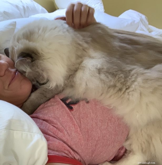 Understanding Cat Kneading: What It Means and Why It Happens