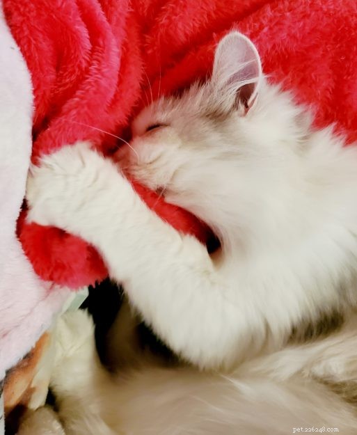 Understanding Cat Kneading: What It Means and Why It Happens