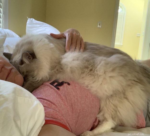 Understanding Cat Kneading: What It Means and Why It Happens