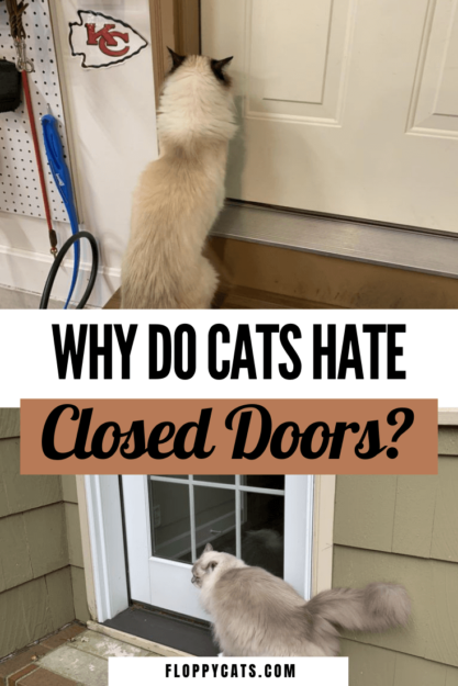 Why Cats Dislike Closed Doors: Understanding Their Behavior & Solutions
