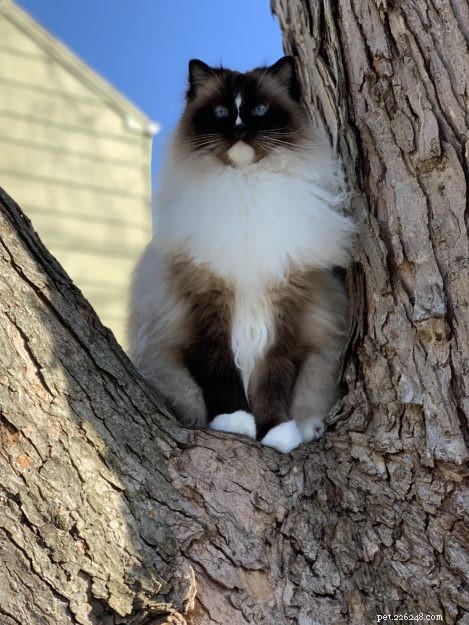 Quick & Safe: 5 Proven Steps to Retrieve a Cat From a Tree