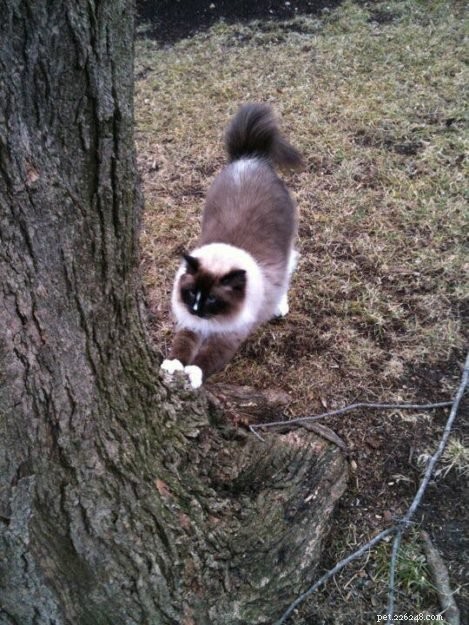 Quick & Safe: 5 Proven Steps to Retrieve a Cat From a Tree