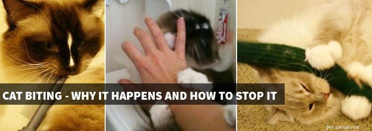 Understanding Cat Biting: Causes, Consequences, and Prevention Strategies
