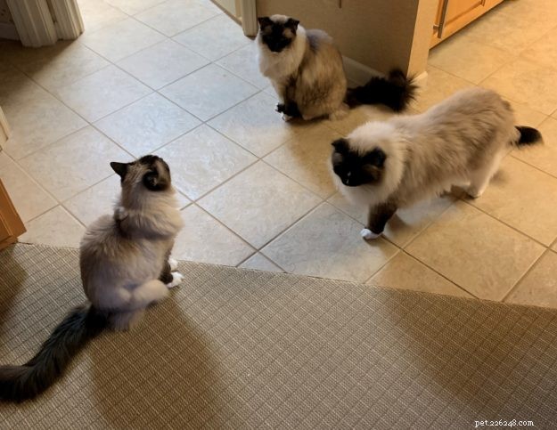 How Many Cats Is Too Many? Finding the Ideal Household Size