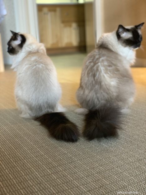 How Many Cats Is Too Many? Finding the Ideal Household Size