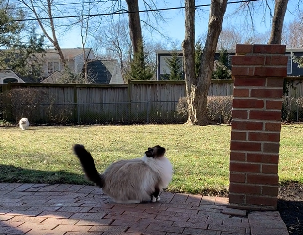 The Astonishing Height Cats Can Reach: A Complete Jumping Guide