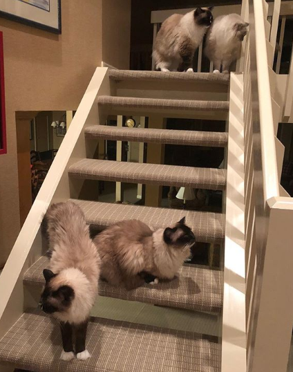 How Many Cats Is Too Many? Finding the Ideal Household Size