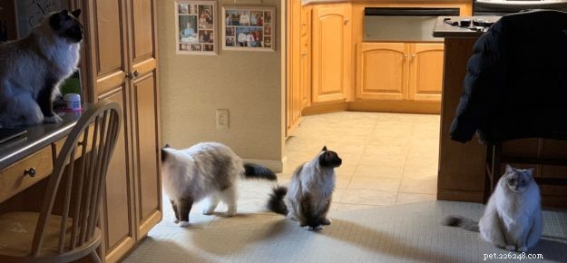 How Many Cats Is Too Many? Finding the Ideal Household Size
