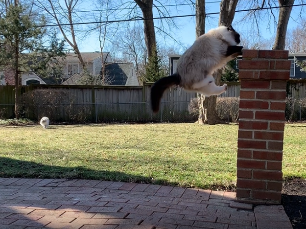 The Astonishing Height Cats Can Reach: A Complete Jumping Guide