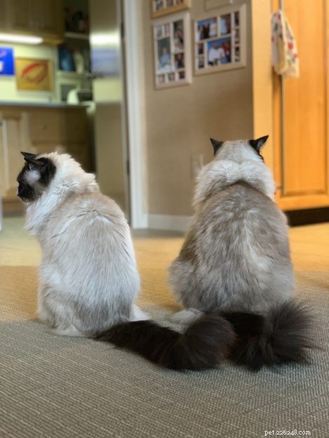 What Do You Call a Group of Cats? Discover the Rare Term