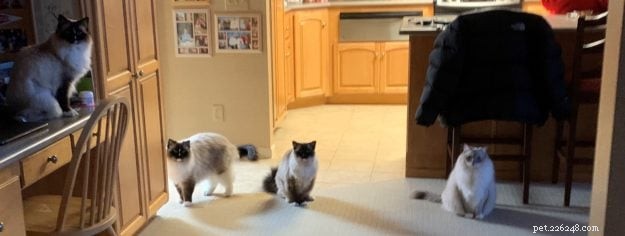 What Do You Call a Group of Cats? Discover the Rare Term