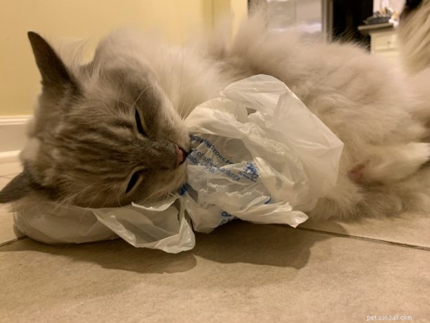 Why Do Cats Lick and Chew Plastic? 9 Proven Reasons Explained