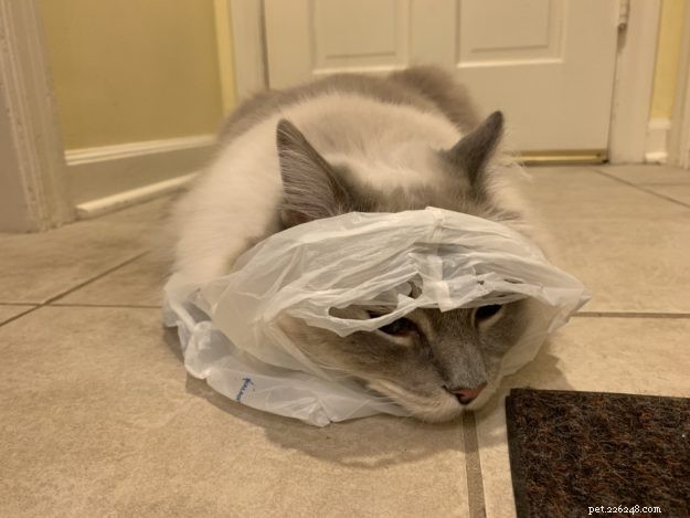Why Do Cats Lick and Chew Plastic? 9 Proven Reasons Explained