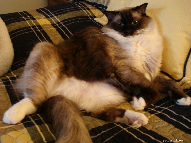 The Science Behind Why Cats Purr: Health, Emotion, and Communication