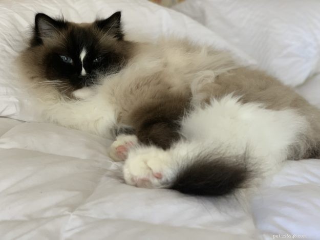 The Science Behind Why Cats Purr: Health, Emotion, and Communication
