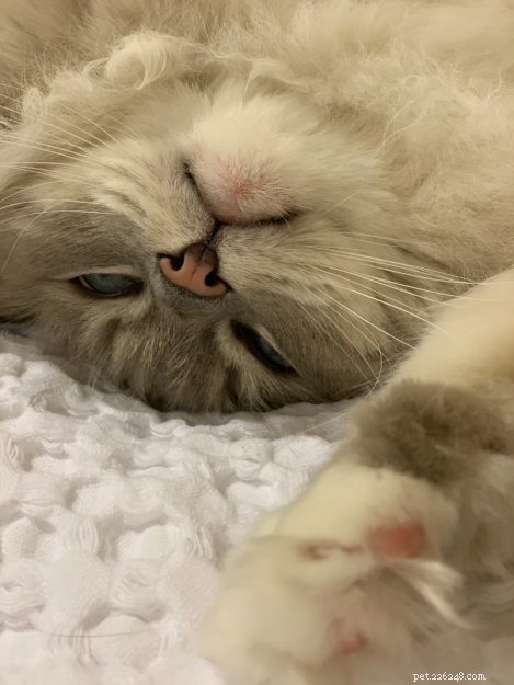The Science Behind Why Cats Purr: Health, Emotion, and Communication